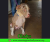 Gladys