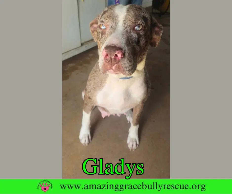 Gladys image 4