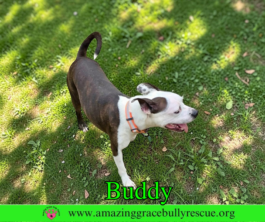 Buddy