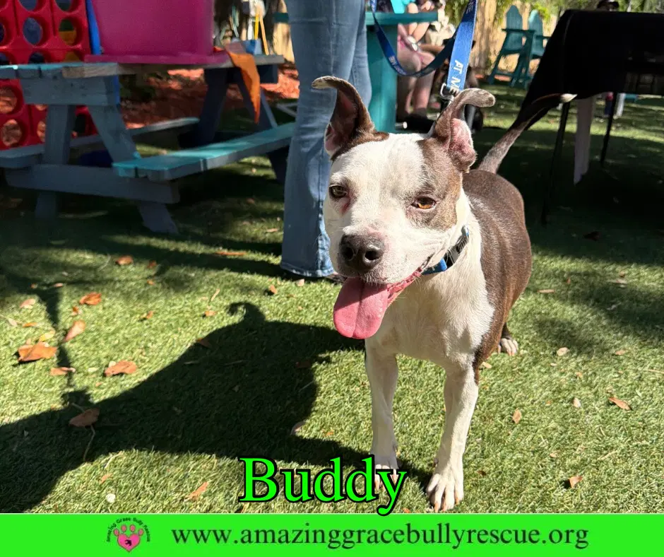 Buddy - American Pit Bull Terrier