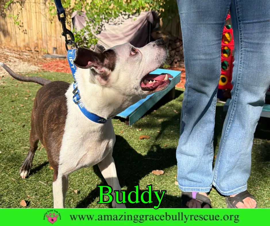Buddy image 2
