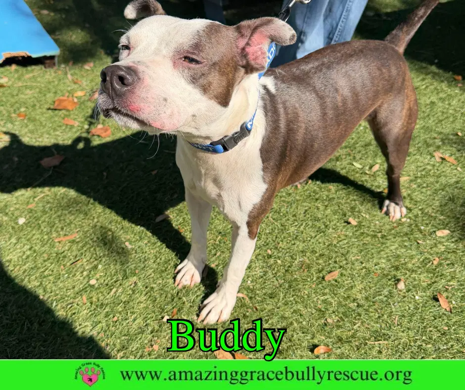 Buddy image 4
