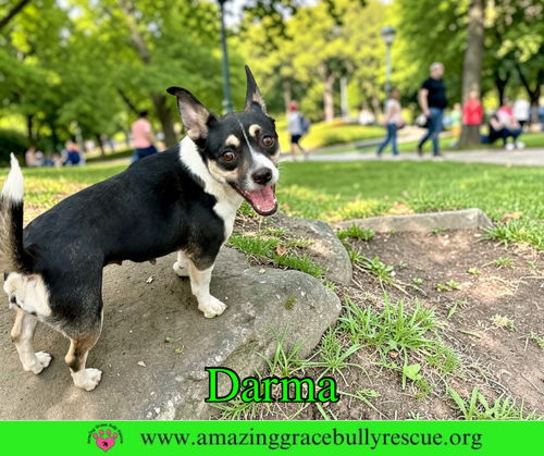 Darma, an adoptable Jack Russell Terrier in Milton, FL