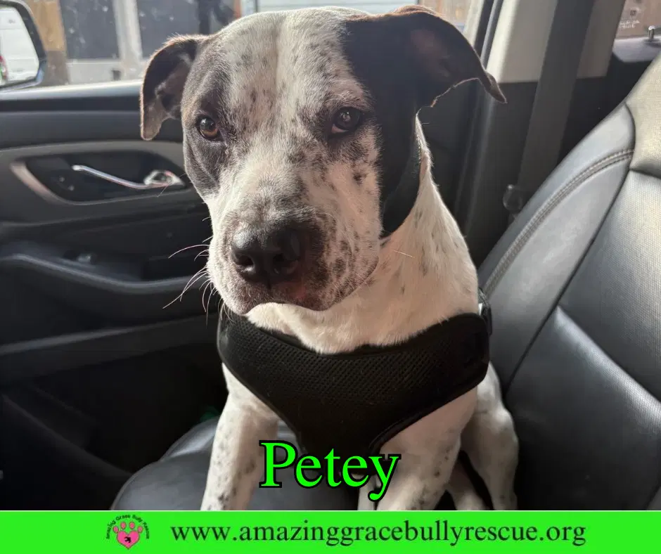 Petey - American Bulldog