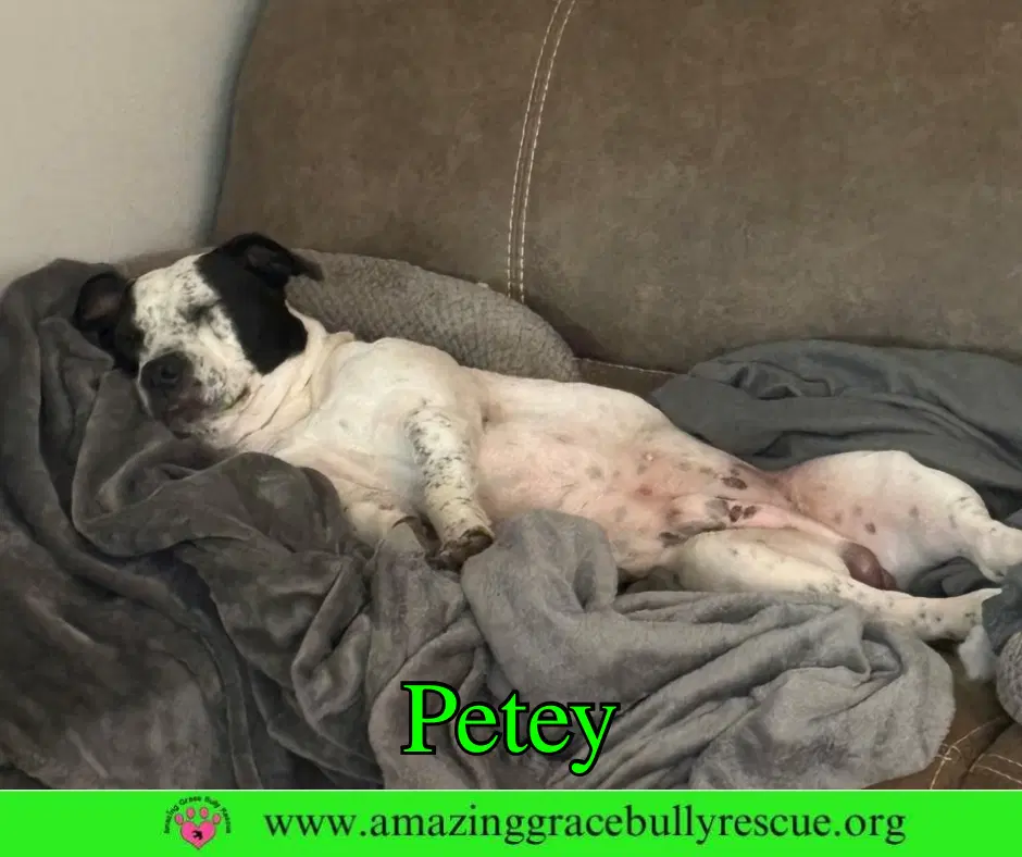 Petey image 4