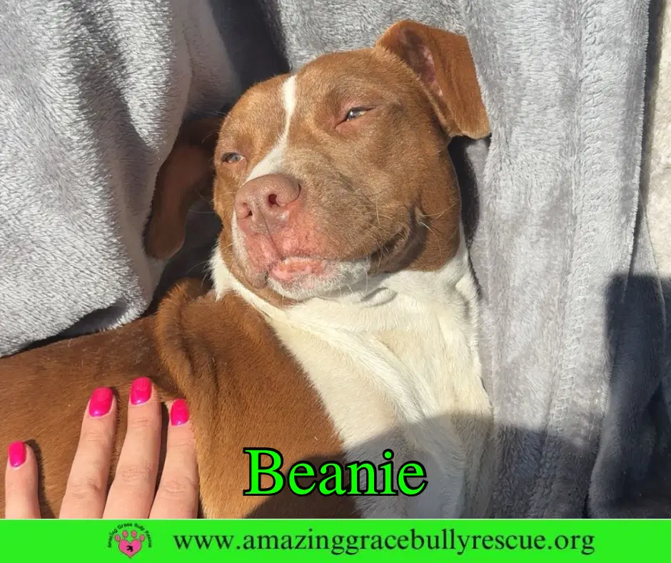 Beanie - American Bulldog