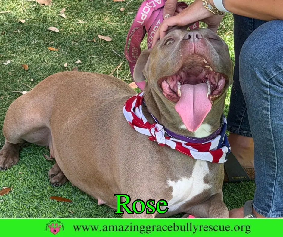 Rose image 2
