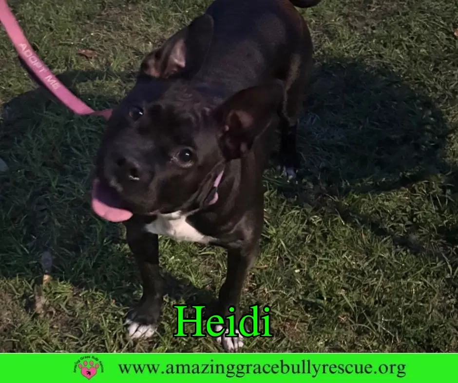 Heidi - American Bulldog