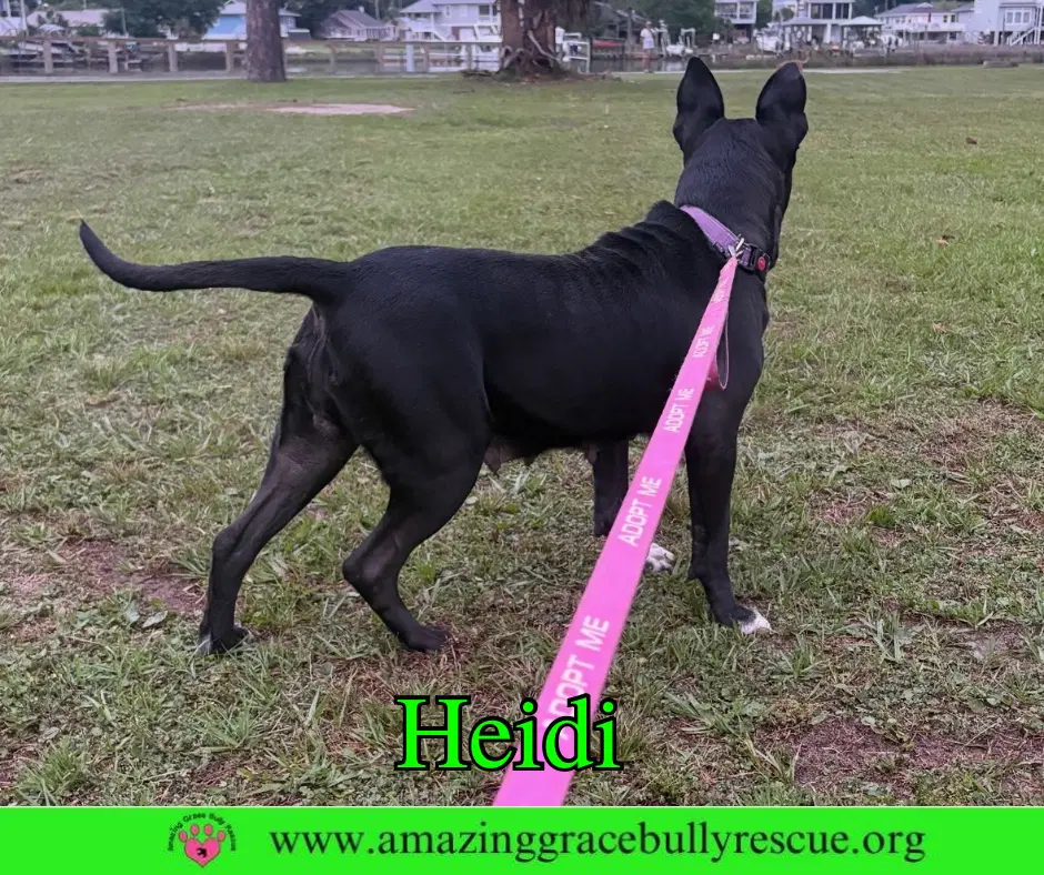 Heidi image 3