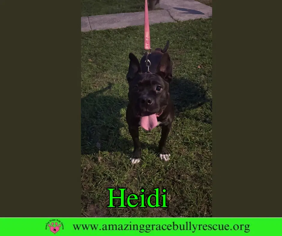 Heidi image 4
