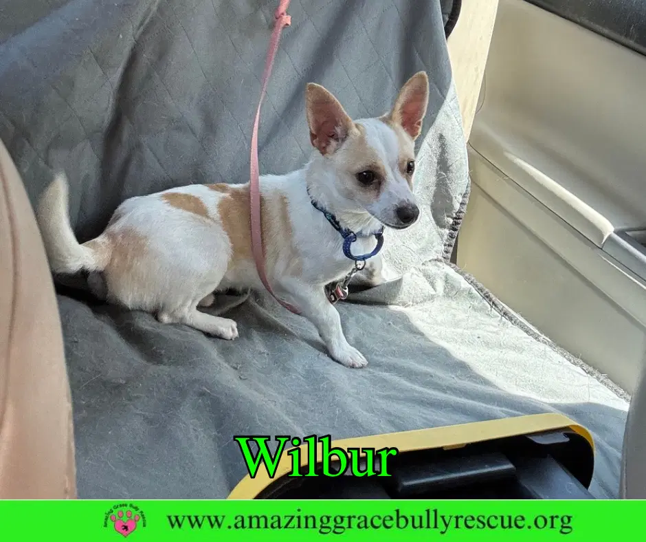 Wilbur - Chihuahua
