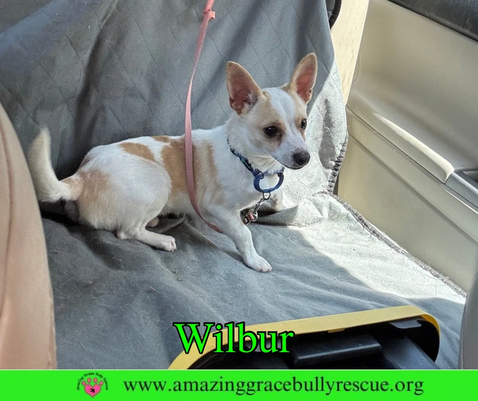 Wilbur