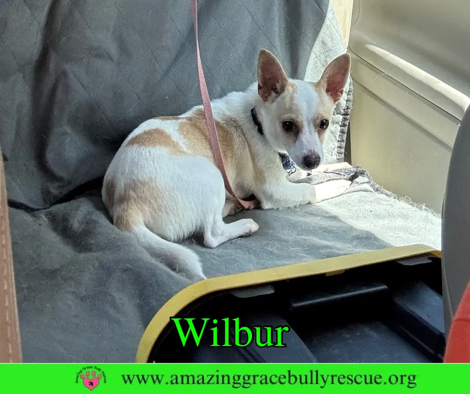 Wilbur image 2