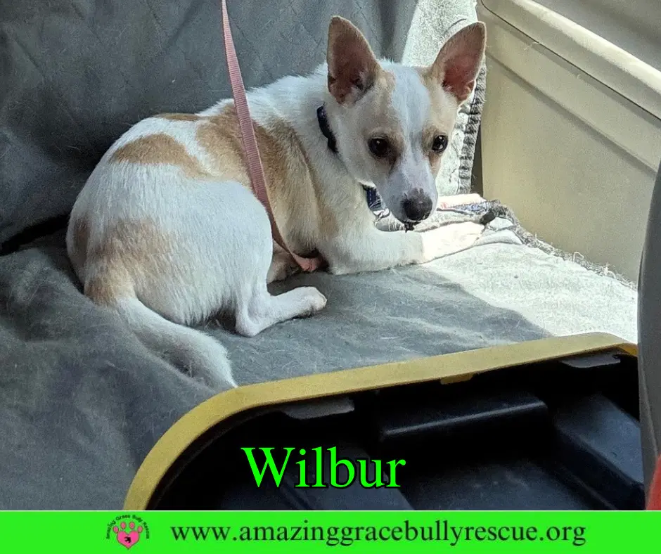 Wilbur image 4