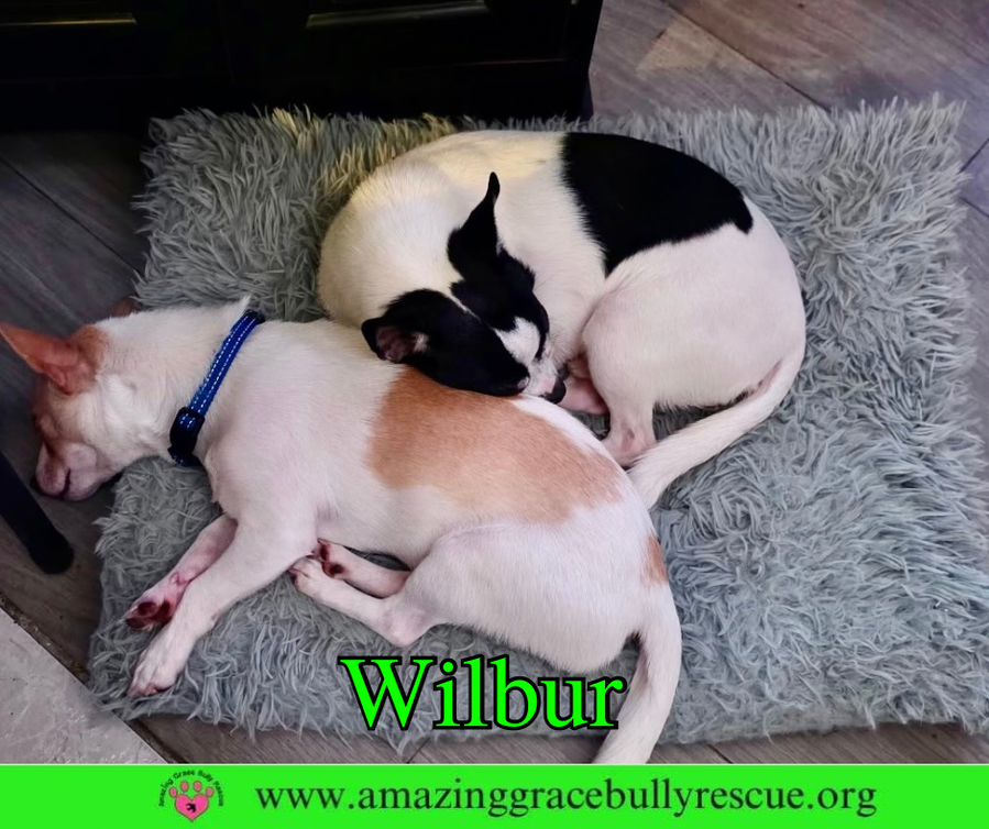Wilbur