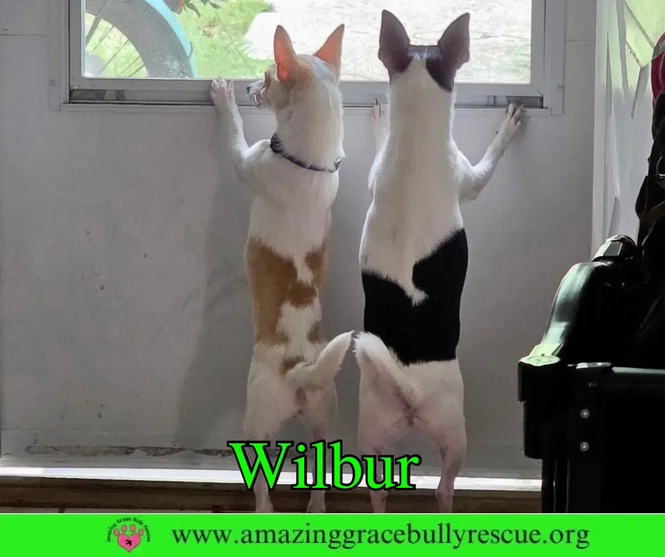 Wilbur image 3