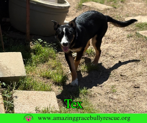 Tex, an adoptable Bernese Mountain Dog in Milton, FL