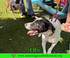 Obi