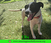 Obi