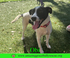 Obi
