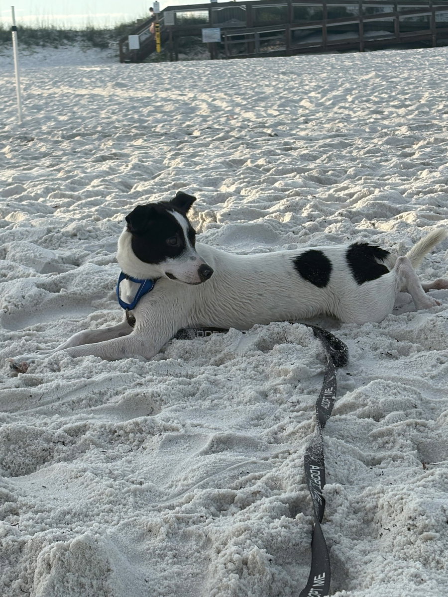 Obi