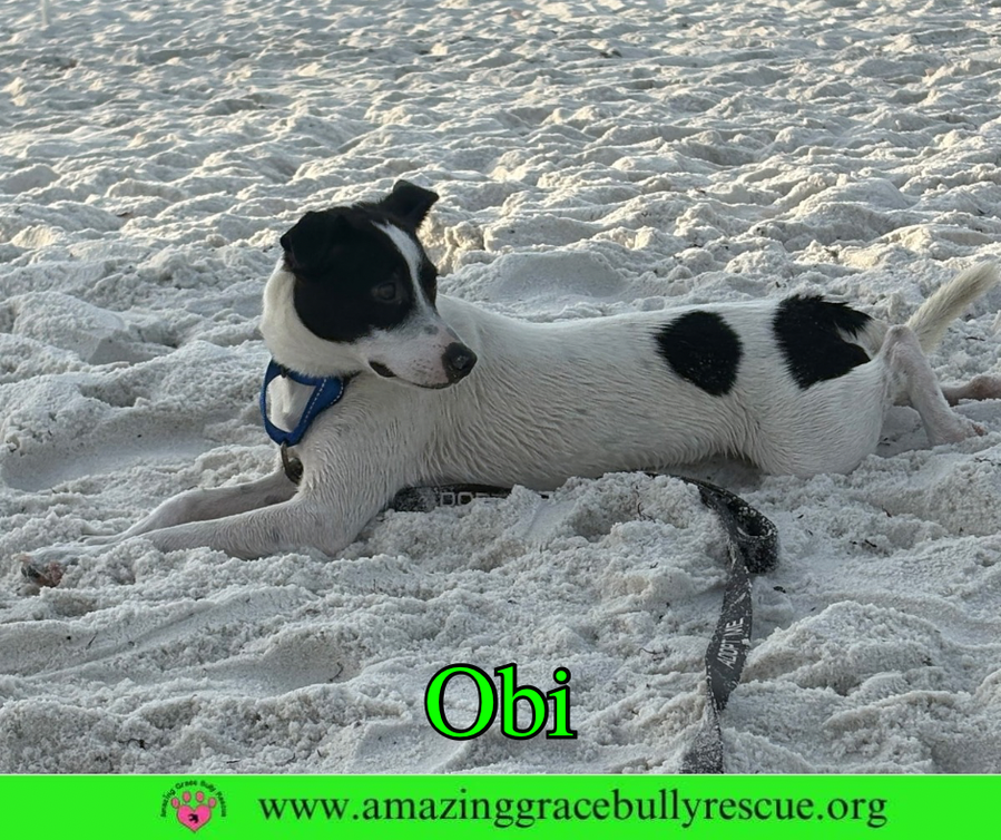 Obi