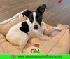 Obi