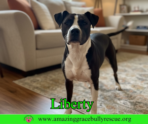 Liberty 3, an adoptable Labrador Retriever in Milton, FL