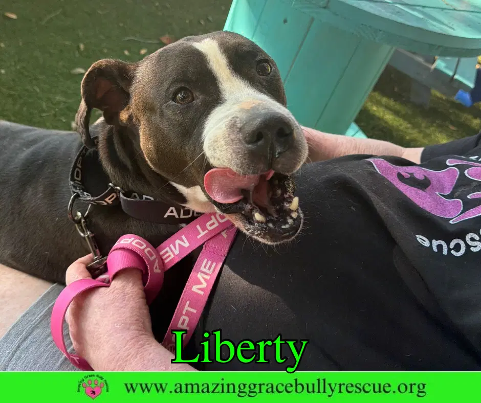 Liberty - Labrador Retriever