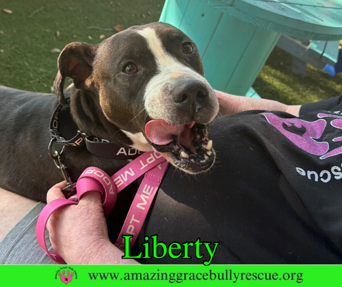 Liberty 3, an adoptable dog