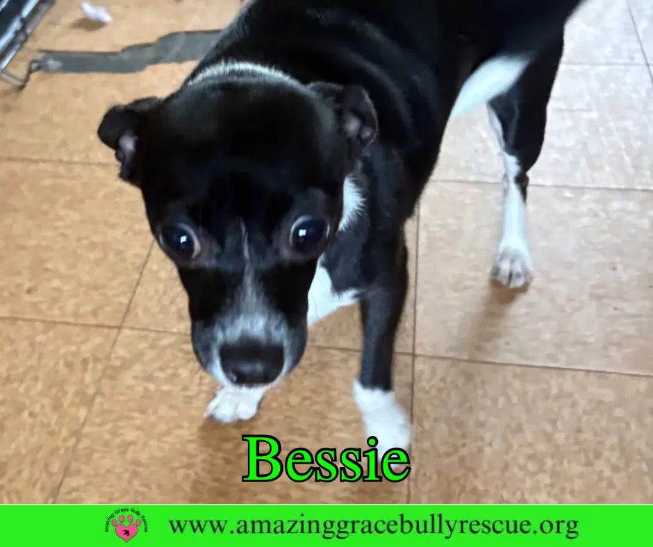 Bessie image 2