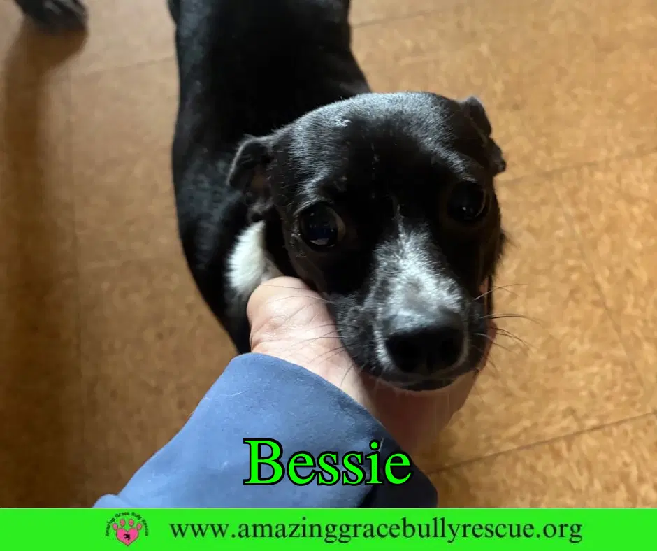Bessie image 3