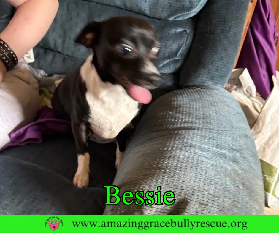 Bessie image 4