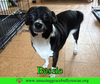 Bessie