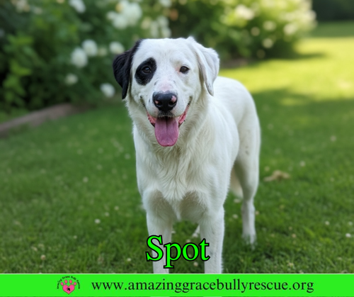 Spot, an adoptable Great Pyrenees in Milton, FL