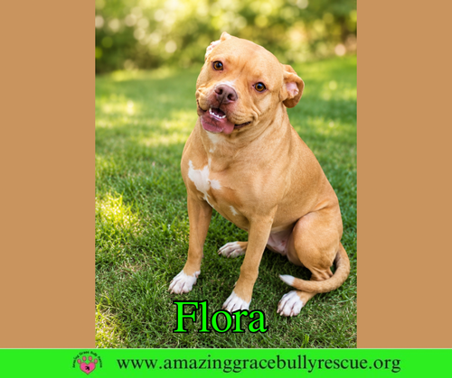 Flora, an adoptable American Pit Bull Terrier in Milton, FL