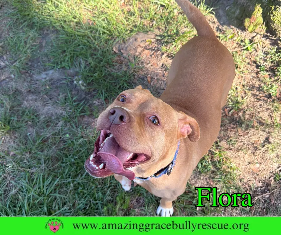 Flora - American Pit Bull Terrier