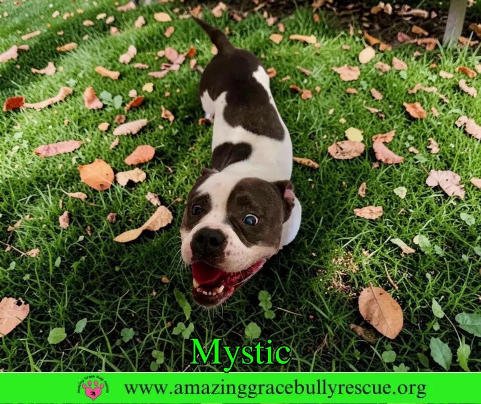 Mystic - Bulldog