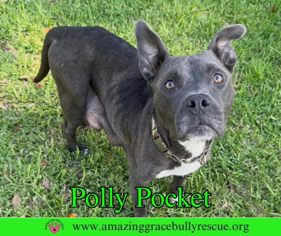 Polly Pocket - American Bulldog