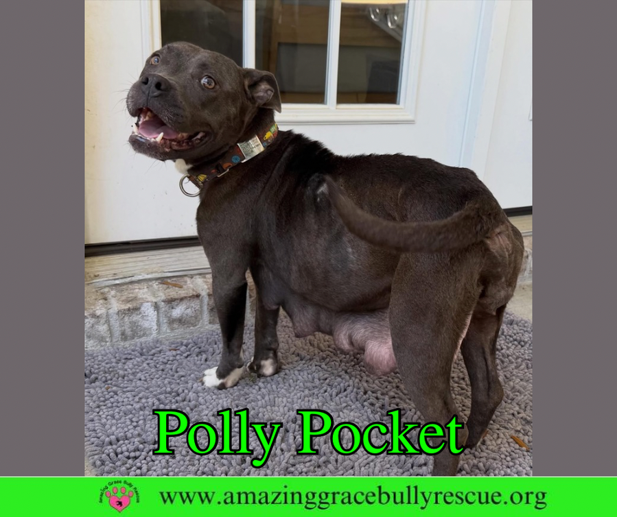 Polly Pocket