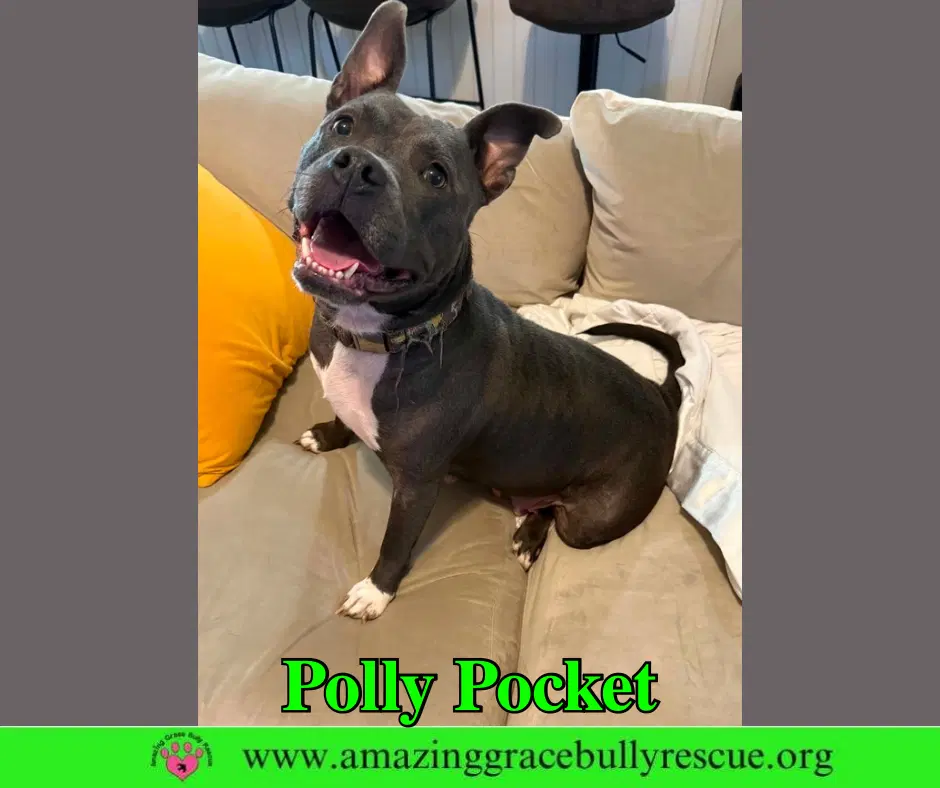 Polly Pocket image 2