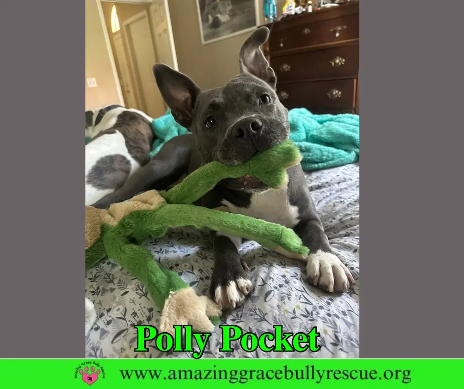 Polly Pocket image 3