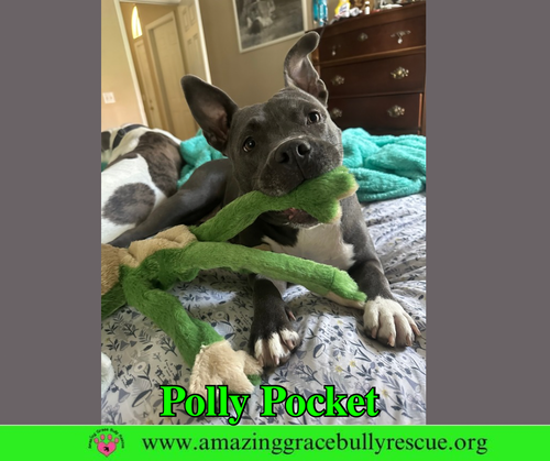 Polly Pocket, an adoptable dog