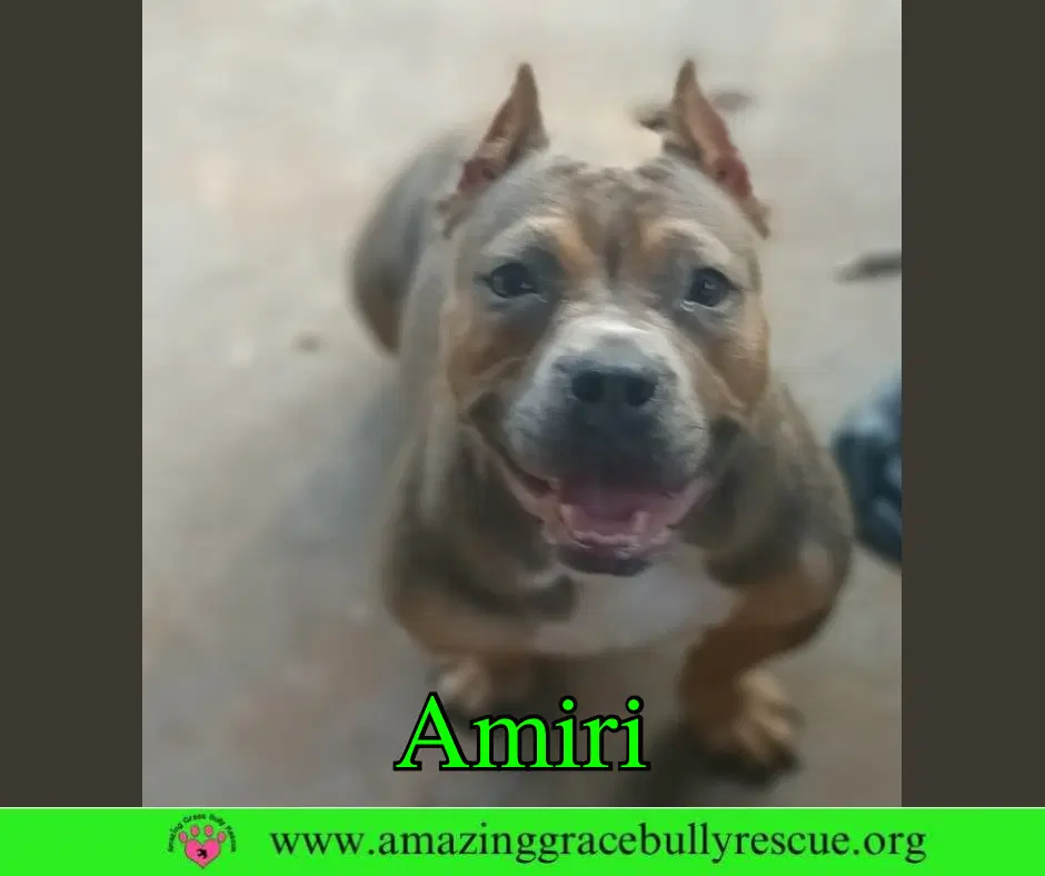 Amiri image 2