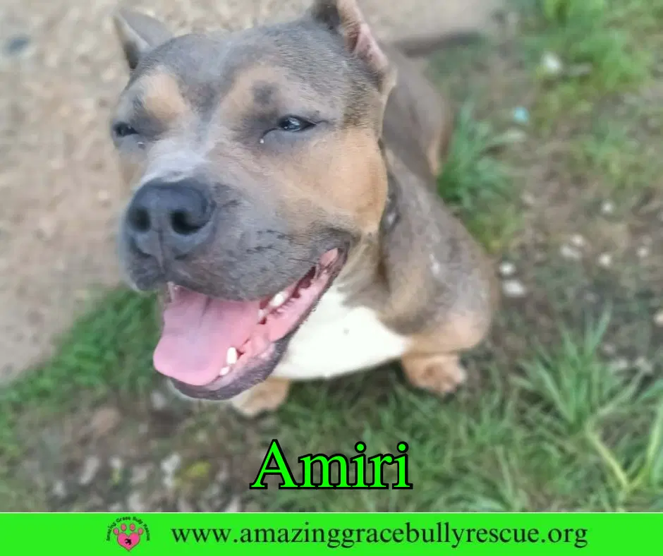 Amiri image 3