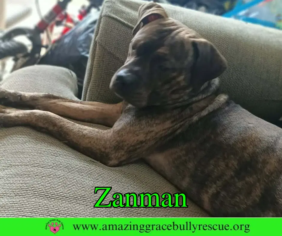 Zanman - Bulldog