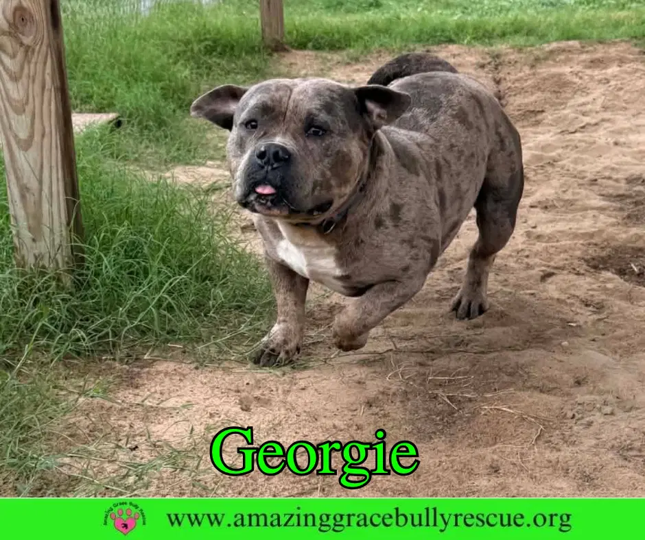 Georgie - Bulldog