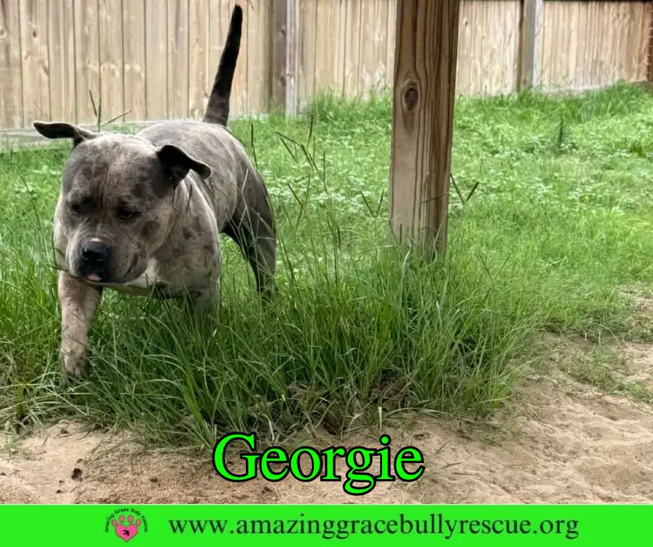 Georgie image 3