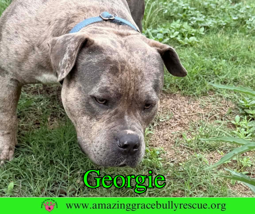 Georgie photo 11