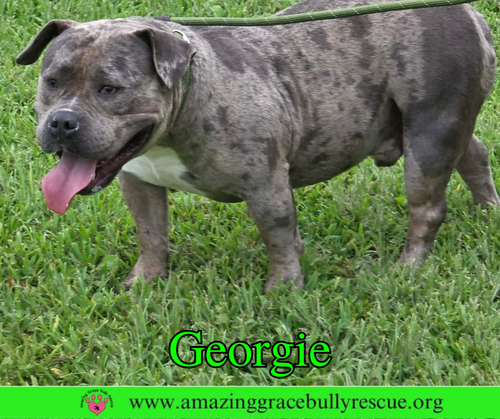 Georgie, an adoptable Bulldog in Milton, FL